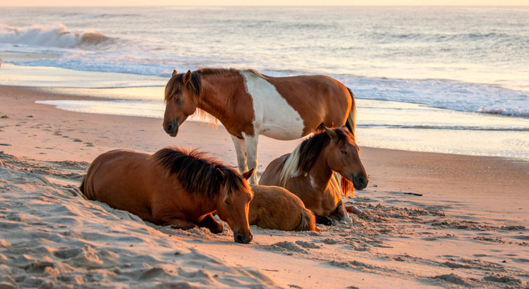 USA Maryland Wildpferde Assateague Island iStock Aschen.jpg